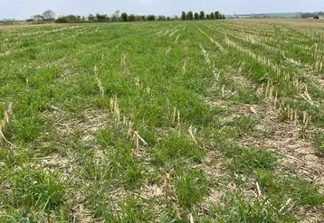<em class="placeholder">Couvert de seigle et vesce semé au drone dans un maïs grain</em>