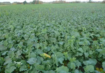 <em class="placeholder">Colza associé</em>