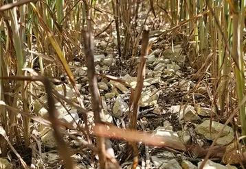 <em class="placeholder">Blé ressemé dans les inter rangs d'un millet</em>