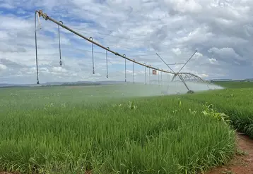 <em class="placeholder">Riz irrigué sous pivot au Brésil</em>
