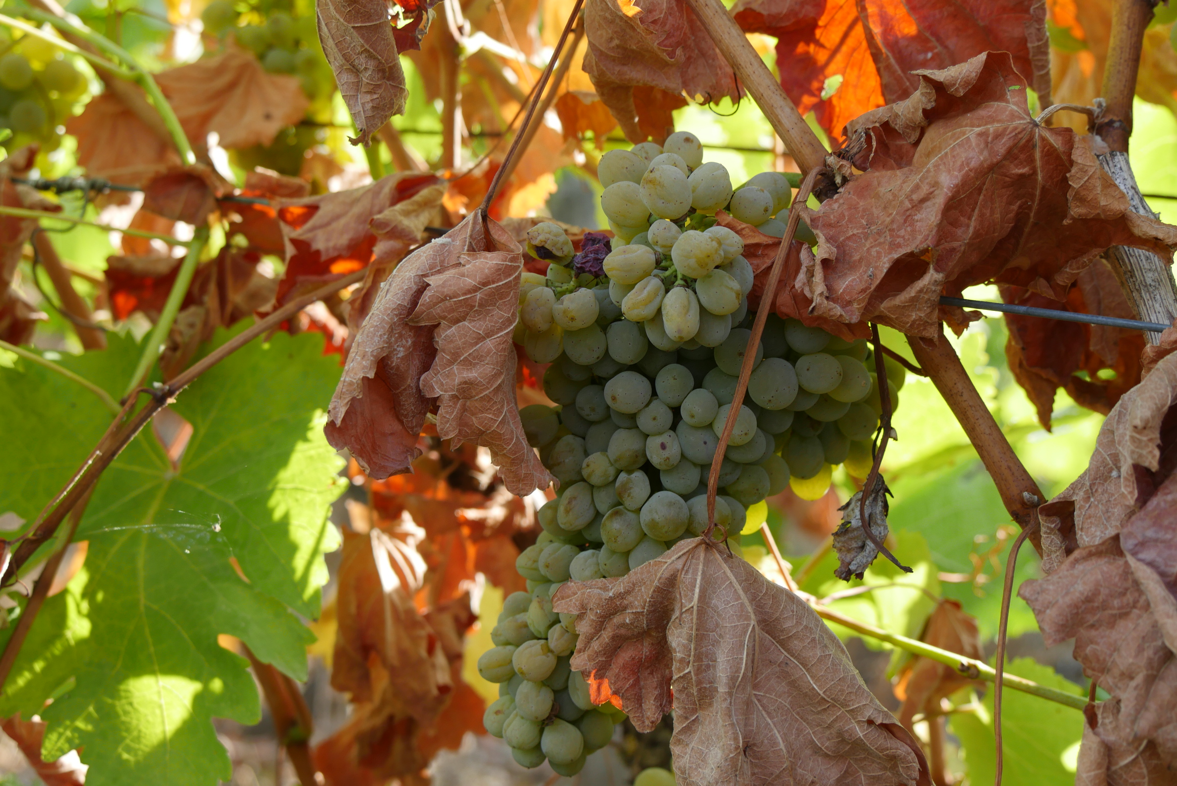 Tensions inédites sur le marché de la fertilisation de la vigne