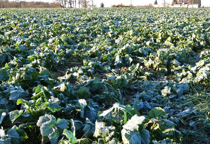 Dans le Richelais, céréales à paille et colzas sont désormais bien implantés dans les parcelles pentues à dominante argilo-calcaire.