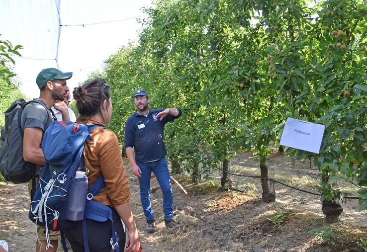 Les essais ont été présentés lors de la journée technique pomme-myrtille du 19 juin à La Morinière.