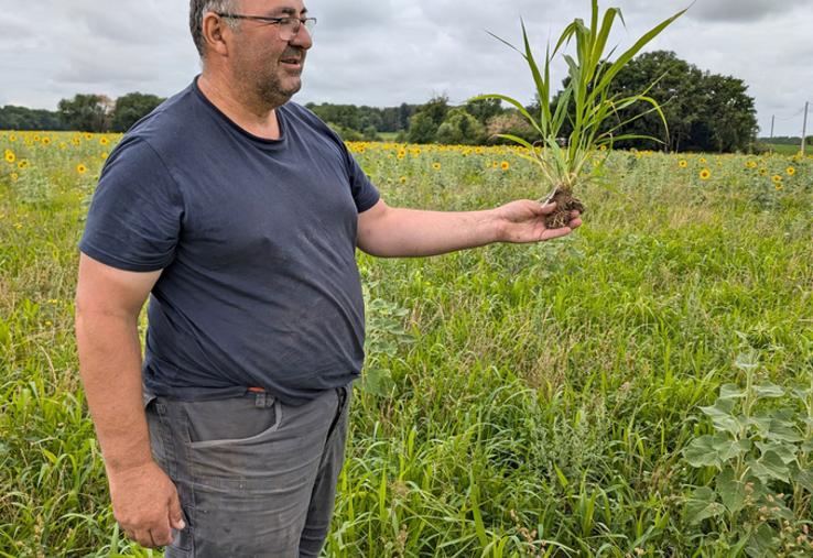 Le moha présente un bon pouvoir couvrant grâce à un tallage important, limitant le développement des adventices lors de l’interculture.