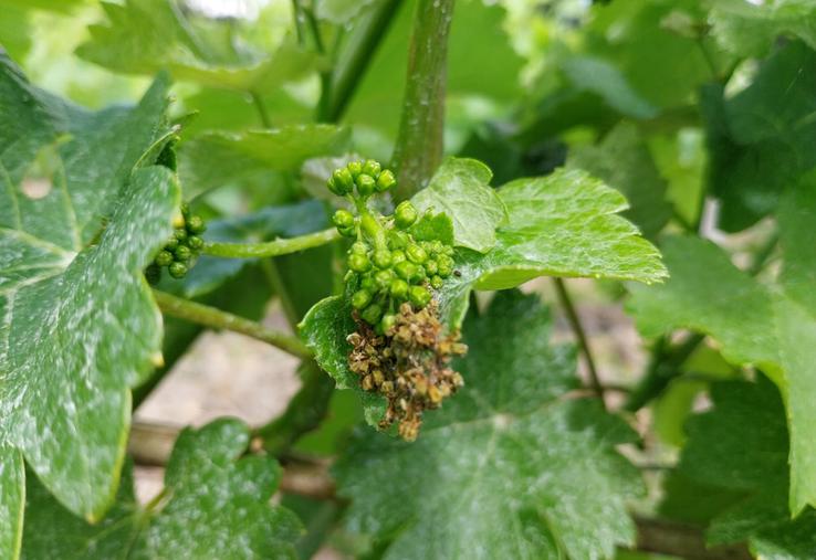 Le ver de la grappe a exercé cette année une pression dans certains vignobles du département, comme l'illustre la présence de glomérules sur la grappe.