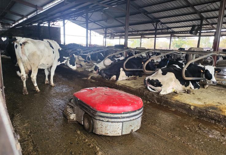 Les deux robots aspirateurs de lisier suivent les parcours enregistrés pour nettoyer plusieurs dizaines de fois par jour le bâtiment d'élevage du Gaec du Maupas. ©B.R