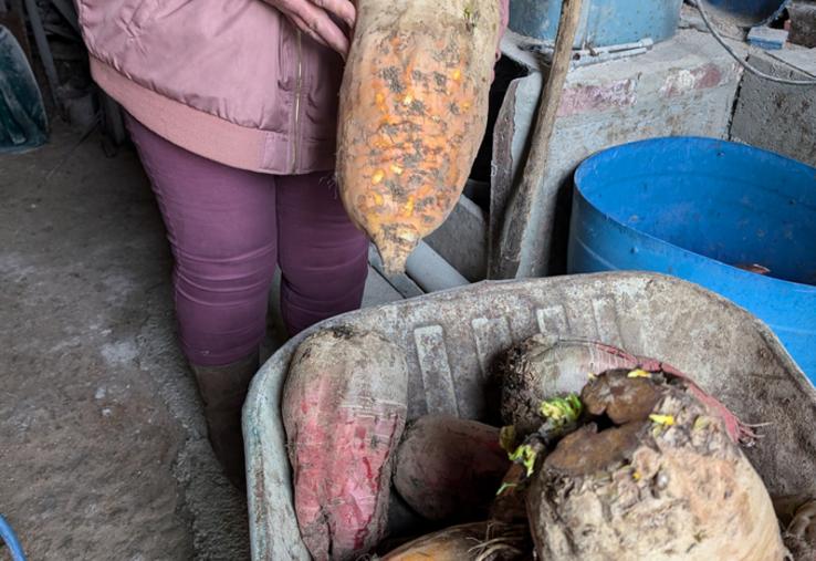 A Saint-Christophe-sur-le-Nais, Catherine Picault réintègre de la betterave fourragère dans la ration de ses vaches salers. ©L.L