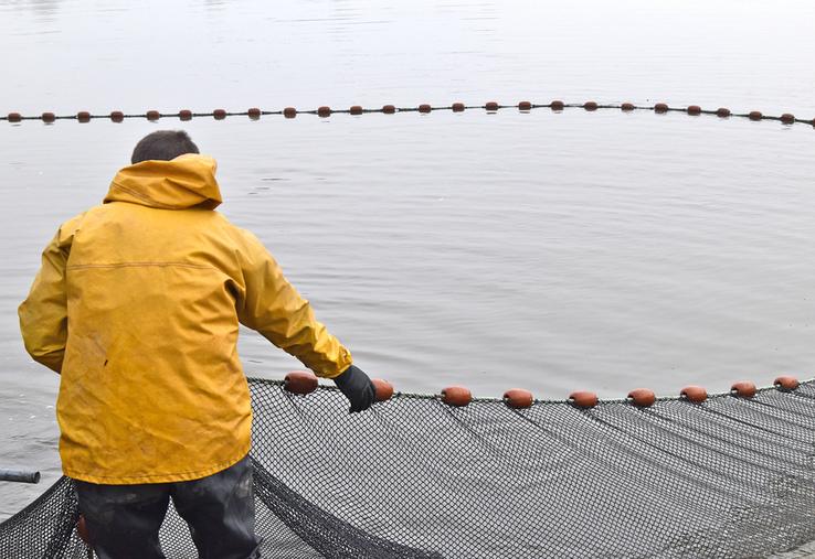 Le Cap filière aquacole 2025-2029 englobe les activités de salmoniculture, d’aquaponie, d’algoculture et autres systèmes de production émergents comme la crevette d’eau douce. ©B.R