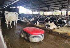 Les deux robots aspirateurs de lisier suivent les parcours enregistrés pour nettoyer plusieurs dizaines de fois par jour le bâtiment d'élevage du Gaec du Maupas. ©B.R