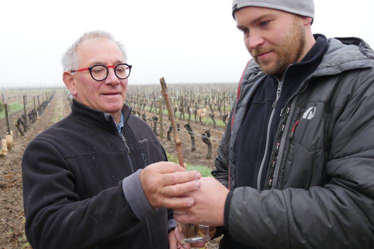 françois et pierre-édouard caillé vignerons à panzoult évaluent l'intensité du gel d'avril 