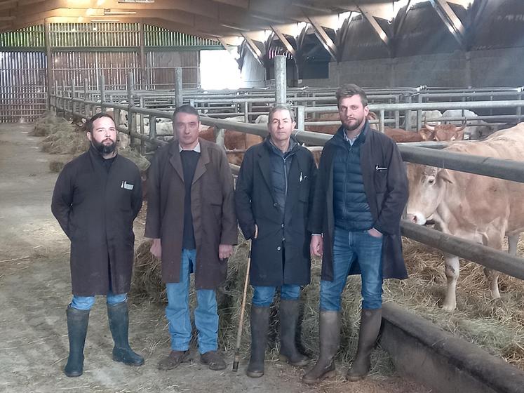 A Chateau-la-Vallière, les gérants de Touraine bétail trient et expédient uniquement des bovins