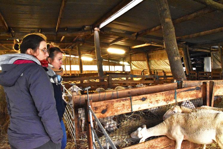 Jeanne Cornuet considère qu’acquérir des données sont nécessaires pour gérer au mieux ses conduites de troupeau.