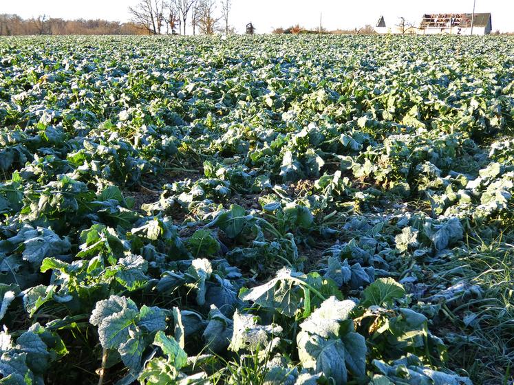 Dans le Richelais, céréales à paille et colzas sont désormais bien implantés dans les parcelles pentues à dominante argilo-calcaire.