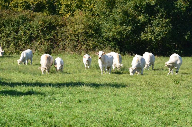 Les créateurs du label Grand Bœuf recherchent de nouveaux éleveurs, afin de répondre à une demande grandissante en viande bovine de qualité de la part des chefs cuisiniers tourangeaux.