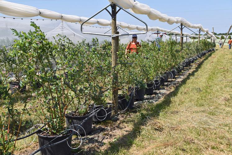 A La Morinière, les myrtilliers ont été plantés, en pots, à densité de 3 333 plants par hectare et avec un inter-rang de 3 mètres. 