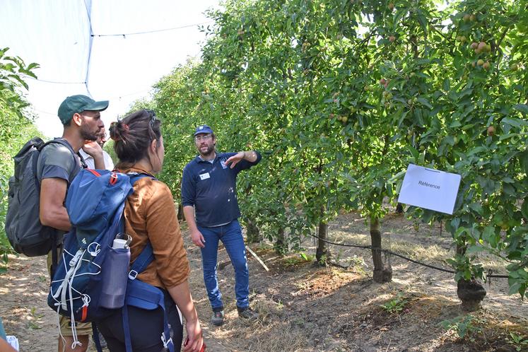 Les essais ont été présentés lors de la journée technique pomme-myrtille du 19 juin à La Morinière.
