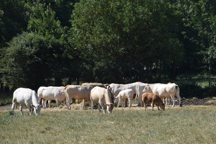 Le programme Herbe et Fourrage impulse des projets de recherche coconstruits avec les éleveurs, afin d’être en adéquation avec leur interrogations. 