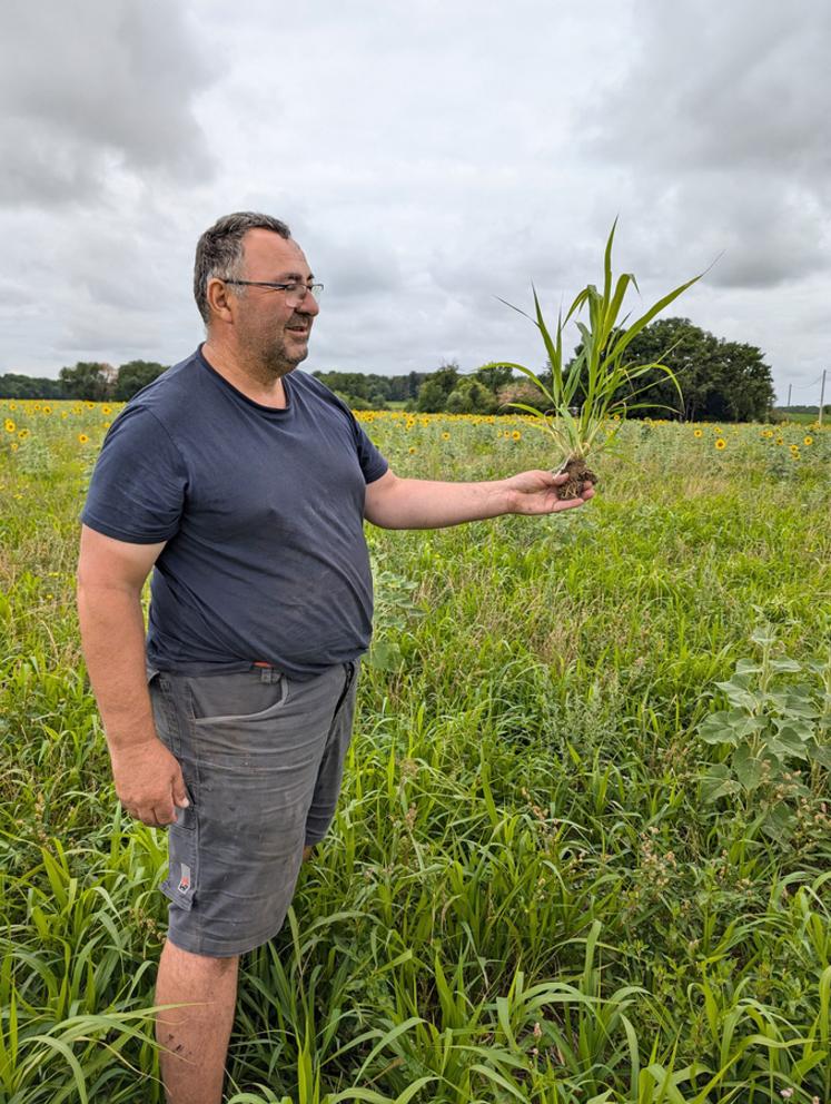 Le moha présente un bon pouvoir couvrant grâce à un tallage important, limitant le développement des adventices lors de l’interculture.