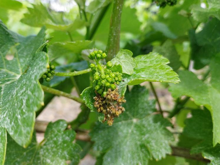 Le ver de la grappe a exercé cette année une pression dans certains vignobles du département, comme l'illustre la présence de glomérules sur la grappe.