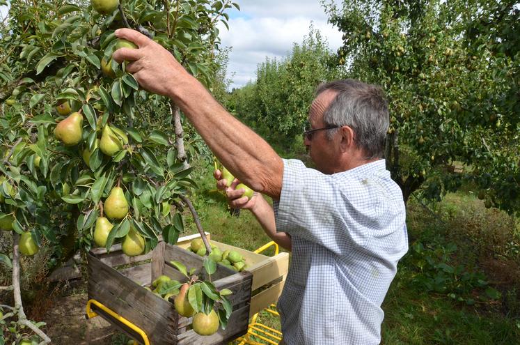 La récolte des poires a débuté cette semaine avec une bonne semaine d'avance comparée aux précédentes années.