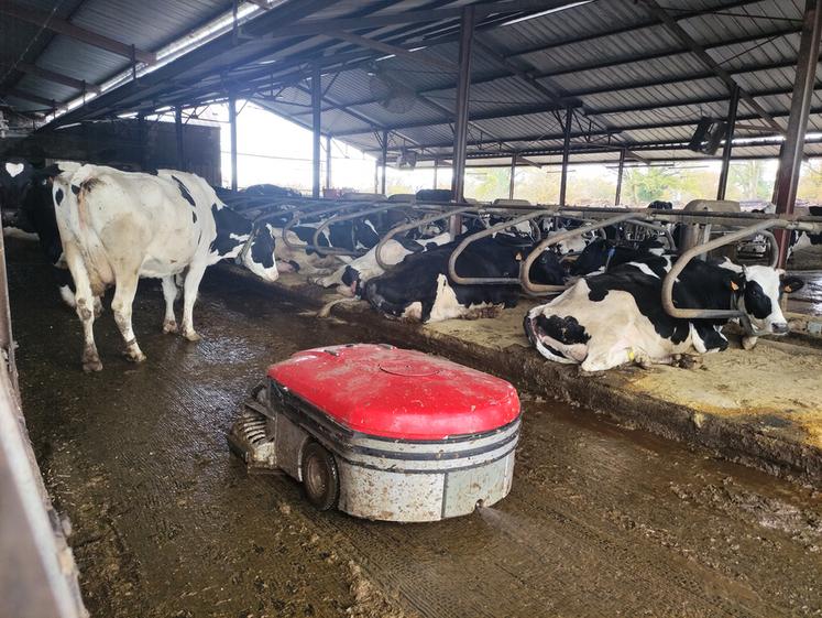 Les deux robots aspirateurs de lisier suivent les parcours enregistrés pour nettoyer plusieurs dizaines de fois par jour le bâtiment d'élevage du Gaec du Maupas. ©B.R