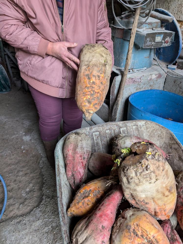 A Saint-Christophe-sur-le-Nais, Catherine Picault réintègre de la betterave fourragère dans la ration de ses vaches salers. ©L.L
