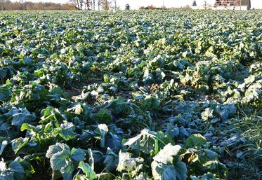 Dans le Richelais, céréales à paille et colzas sont désormais bien implantés dans les parcelles pentues à dominante argilo-calcaire.