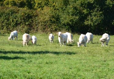 Les créateurs du label Grand Bœuf recherchent de nouveaux éleveurs, afin de répondre à une demande grandissante en viande bovine de qualité de la part des chefs cuisiniers tourangeaux.