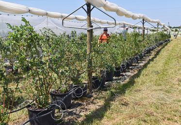 A La Morinière, les myrtilliers ont été plantés, en pots, à densité de 3 333 plants par hectare et avec un inter-rang de 3 mètres. 