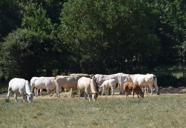 Le programme Herbe et Fourrage impulse des projets de recherche coconstruits avec les éleveurs, afin d’être en adéquation avec leur interrogations. 