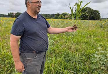 Le moha présente un bon pouvoir couvrant grâce à un tallage important, limitant le développement des adventices lors de l’interculture.