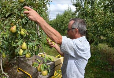 La récolte des poires a débuté cette semaine avec une bonne semaine d'avance comparée aux précédentes années.