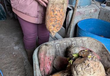 A Saint-Christophe-sur-le-Nais, Catherine Picault réintègre de la betterave fourragère dans la ration de ses vaches salers. ©L.L