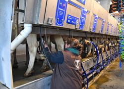 Depuis fin octobre, Aurore Neau a retrouvé le plaisir de la traite grâce à sa  nouvelle salle de traite, composée de deux quais de 16 postes et un plancher mobile. ©B.R