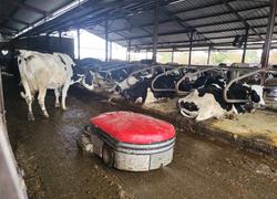 Les deux robots aspirateurs de lisier suivent les parcours enregistrés pour nettoyer plusieurs dizaines de fois par jour le bâtiment d'élevage du Gaec du Maupas. ©B.R