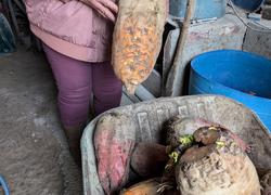 A Saint-Christophe-sur-le-Nais, Catherine Picault réintègre de la betterave fourragère dans la ration de ses vaches salers. ©L.L