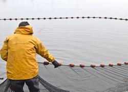 Le Cap filière aquacole 2025-2029 englobe les activités de salmoniculture, d’aquaponie, d’algoculture et autres systèmes de production émergents comme la crevette d’eau douce. ©B.R