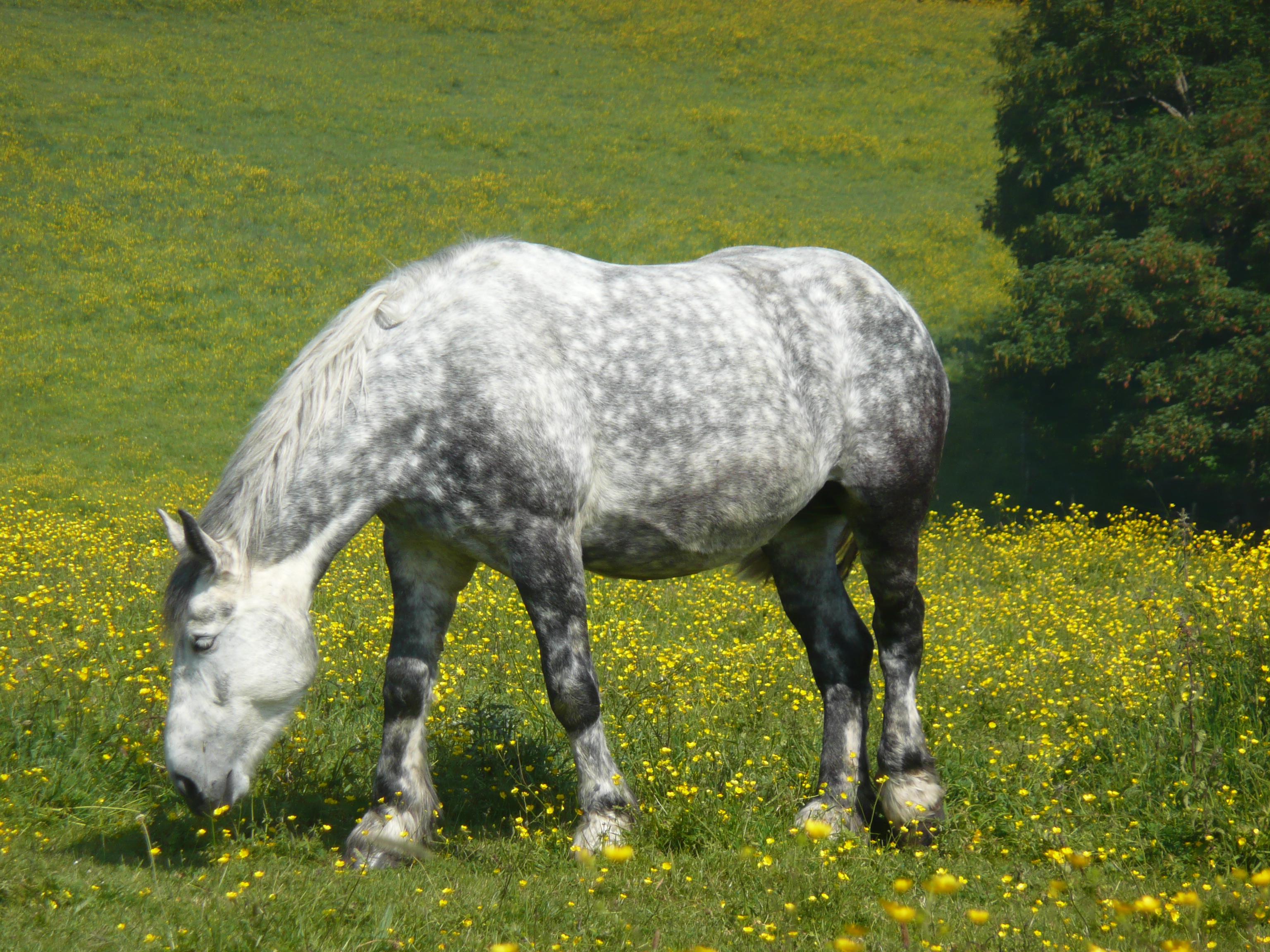 Le cheval de trait en maraîchage: une interface qualité entre l'homme et la  terre 