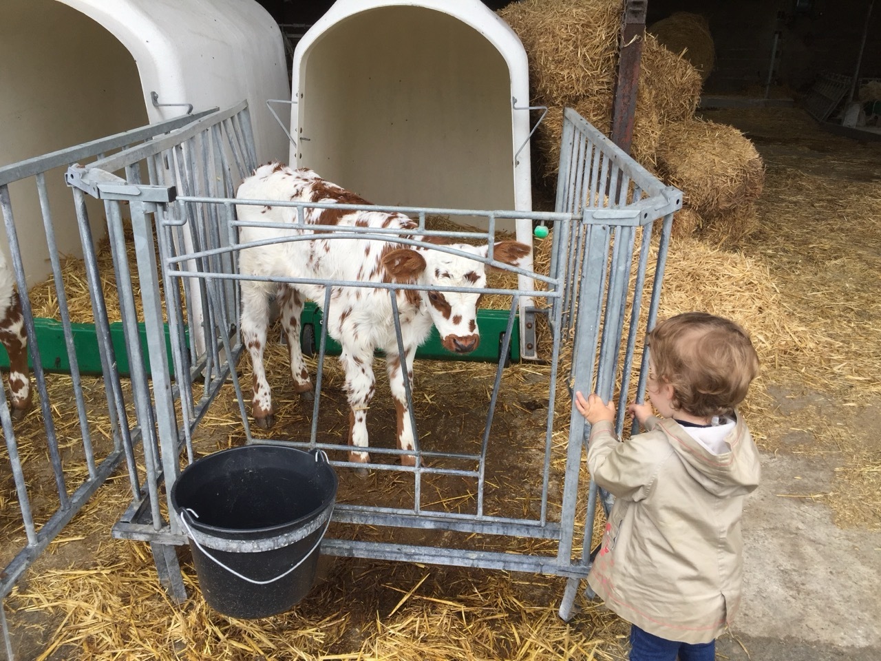Soin des veaux : hygiène et alimentation sont la clé | Union Agricole