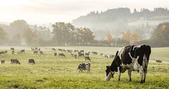 élevage de vaches laitières