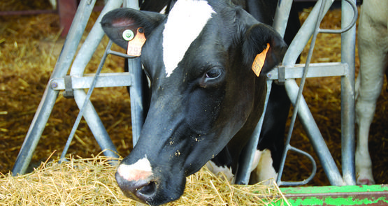 Une intervention technique réunissant agriculteurs et éleveurs sur le thème de l’autonomie fourragère a eu lieu à Chailly-en-Brie (Seine-et-Marne), un sujet prégnant avec la hausse du coût des matières premières et la succession de sécheresses.