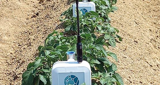Grâce aux sondes tensiométriques, vous surveillez l’état hydrique et la température de vos sols en temps réel.