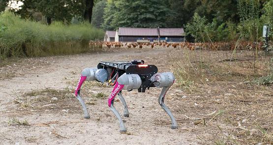 Le chien robot, mis au point par l’entreprise Evotech, est programmé pour guider les poules vers leurs abris à la tombée de la nuit.