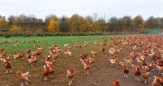 Les poulets ont accès à un parcours enherbé et arboré dans lequel poussent des noisetiers  qui entreront en production en 2026. Au fond, on distingue la ligne TGV.