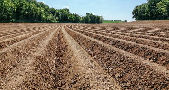 Une dose de 60 % d’azote apportée en localisé permet de dépasser le rendement à la dose 100 % en plein.