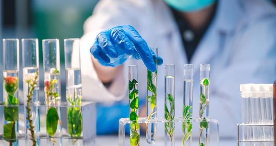 Les biotechnologies représentent toutes les techniques qui utilisent des organismes vivants.