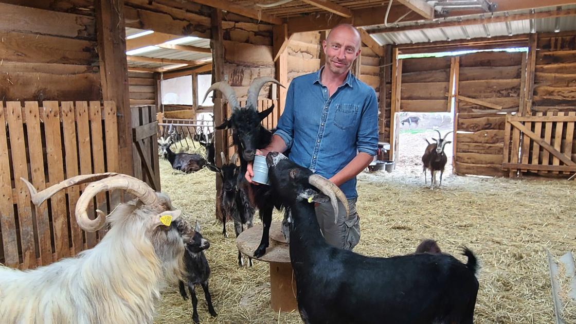 Caprin Un élevage caprin au cœur de Jumièges | Union Agricole