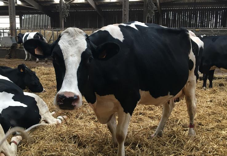 Vache laitière Prim'Holstein