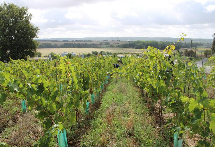 Charles-Albert Houtart, référent viticulture-œnologie des Chambres d'agriculture de Normandie, est intervenu pour appréhender les attentes des vignerons normands sur le terrain.