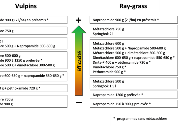 Synthèse des efficacités sur vulpins et ray-grass des applications au semis
(essais de Terres Inovia).
